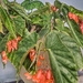Begonia dichroa - Photo (c) Adrián Leopoldo, all rights reserved, uploaded by Adrián Leopoldo