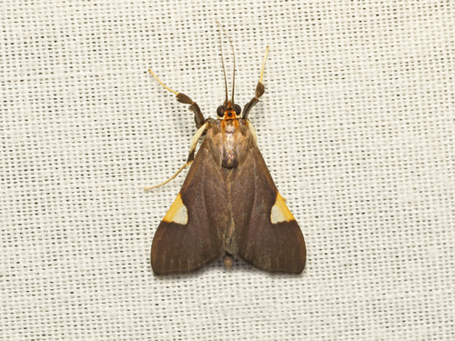 Ulopeza conigeralis Zeller, 1852