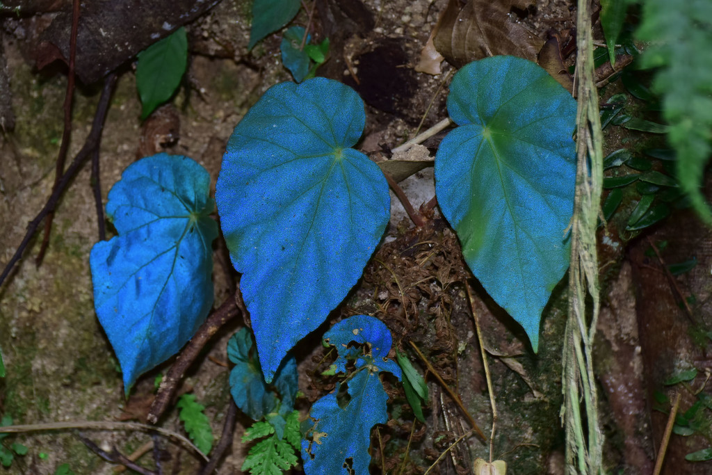 Begonia pavonina · iNaturalist United Kingdom