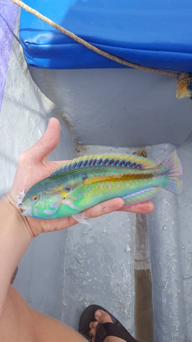 Halichoeres pelicieri