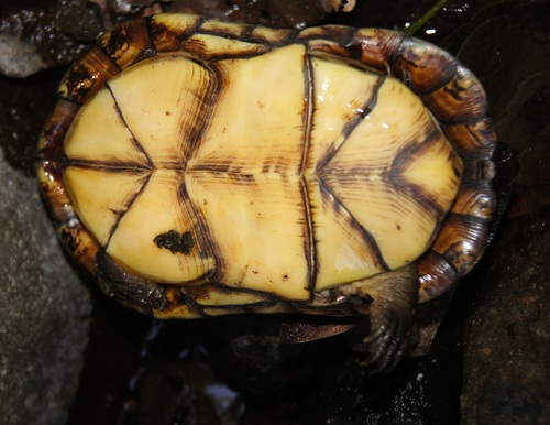 Chihuahuan Mud Turtle