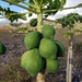 木瓜 - Photo 由 Hector Miranda 所上傳的 (c) Hector Miranda，保留所有權利