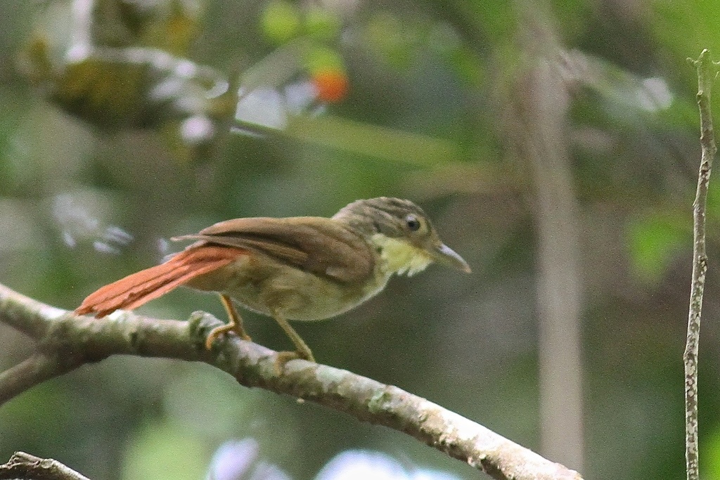 Para Foliage-gleaner photo