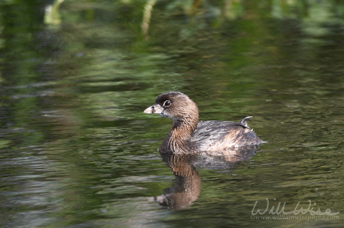 Grebe