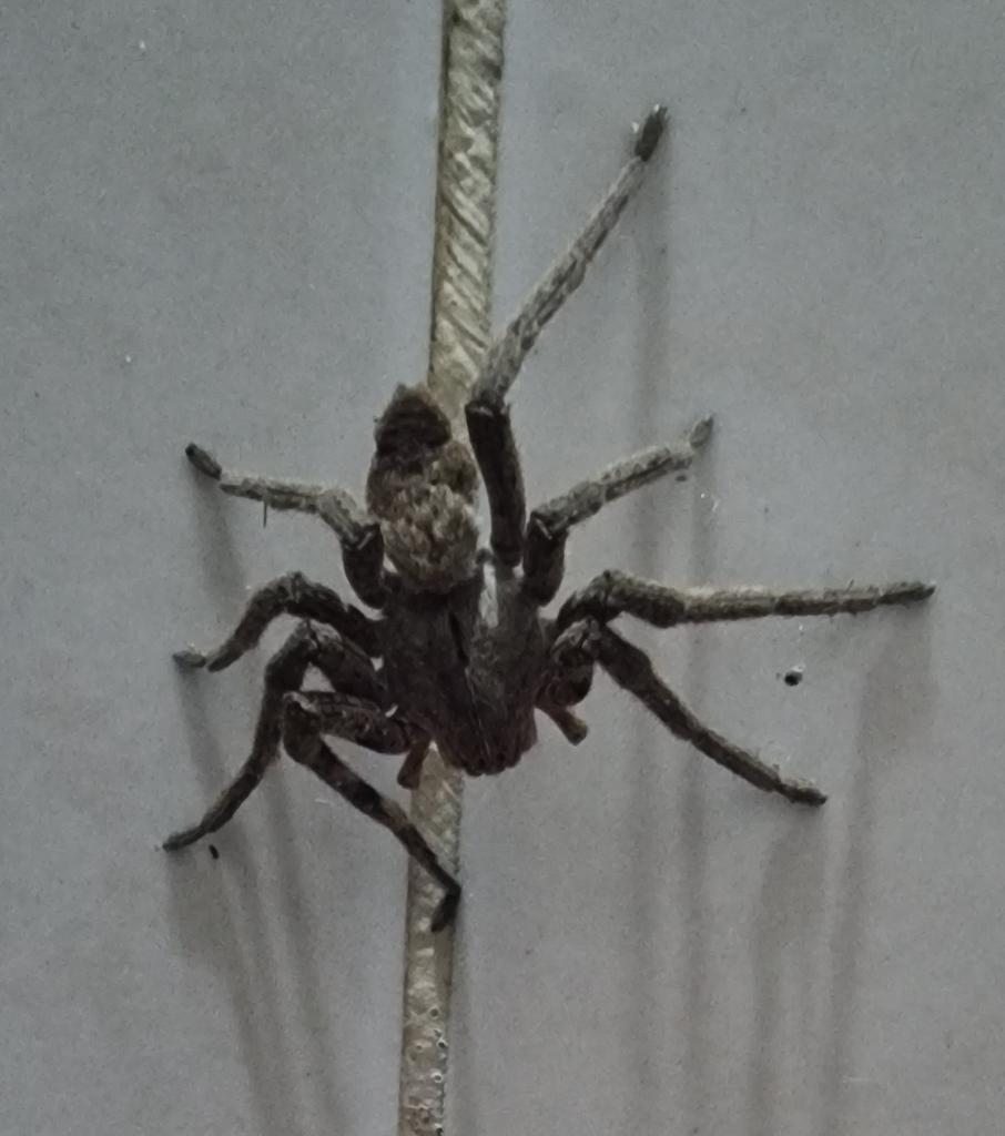 Rain Spiders from Ngquza Hill Local Municipality, South Africa on