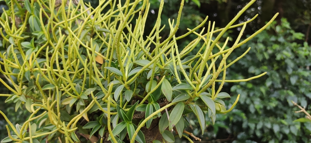 Tanaman Radiator radiator plants from Puntarenas Province, Monteverde, Costa Rica on ...