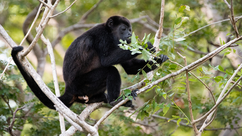 Mantled Howler Monkey