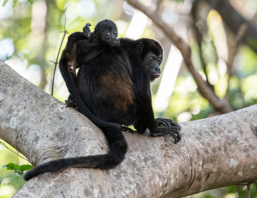 Mantled Howler Monkey
