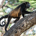 Golden Mantled Howler Monkey - Photo (c) Mason Maron, all rights reserved, uploaded by Mason Maron