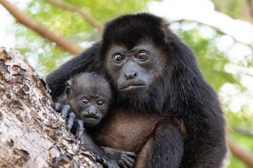 Mantled Howler Monkey