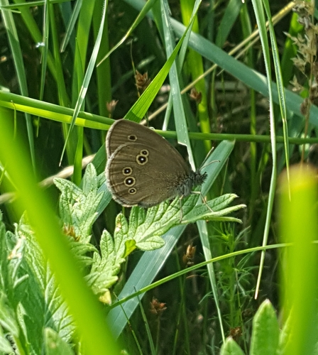 Ringlet