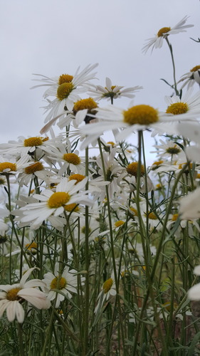 Zawadzki's chrysanthemum