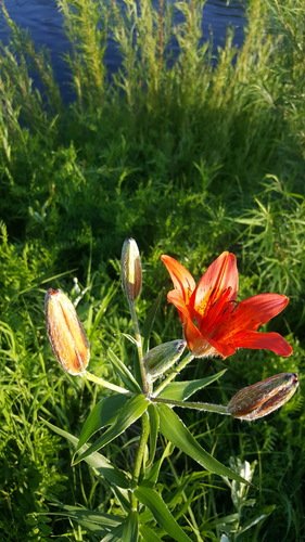 Siberian Lily