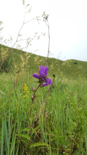 clustered bellflower