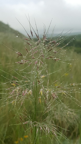 Achnatherum sibiricum