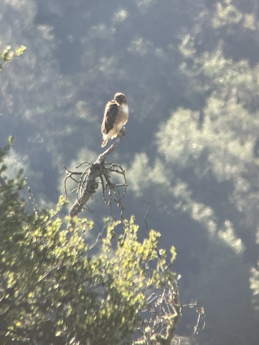 iNaturalist observation photo of Red-tailed Hawk