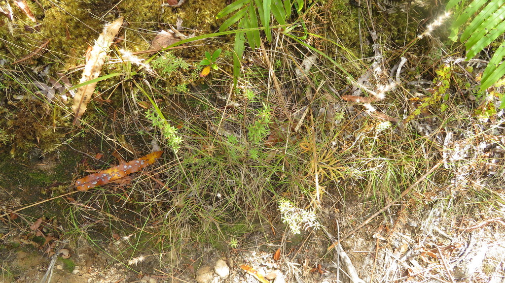 Rytidosperma gracile from Kiwi Ranch Road, Kaitoke, Upper Hutt 5018 ...