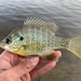 Bluegill × Redear Sunfish - Photo (c) species_spotlight, all rights reserved, uploaded by species_spotlight