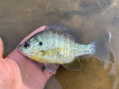 Bluegill × Redear Sunfish