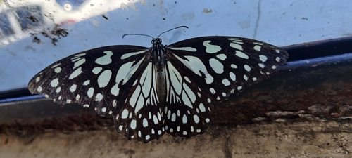 Blue Tiger