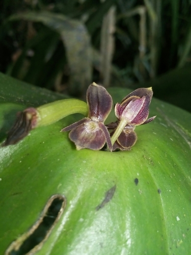 Pleurothallis crossota image