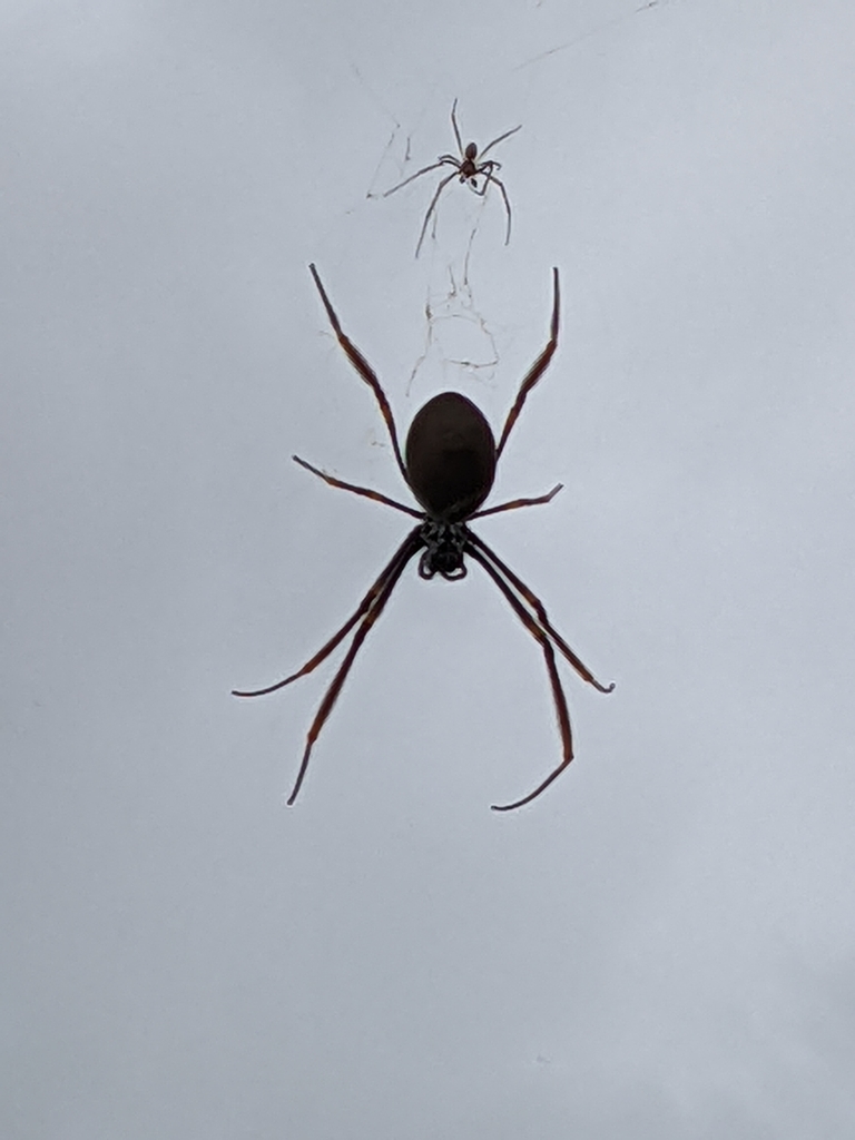 Golden Orbweavers from Beaudesert Rd at Colebrook Wharton, stop 30