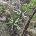 Agave calciphila - Photo (c) Juan Carlos Garcia Morales, all rights reserved, uploaded by Juan Carlos Garcia Morales