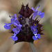 Salvia columbariae - Photo 由 NatureShutterbug 所上傳的 (c) NatureShutterbug，保留所有權利