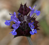 Salvia columbariae - Photo (c) NatureShutterbug, todos los derechos reservados, subido por NatureShutterbug
