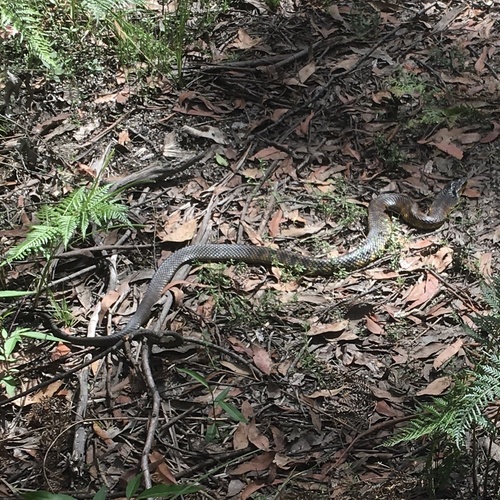 Tiger Snake sighting
