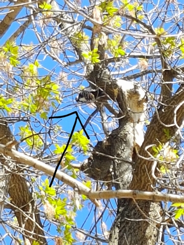 Hairy Woodpecker