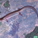 Northern Bar-lipped Skink - Photo (c) Paul Freed, all rights reserved, uploaded by Paul Freed
