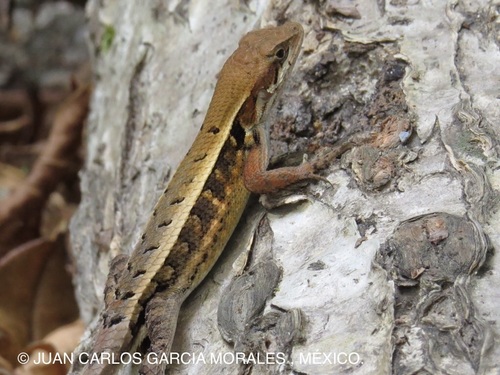 Longtail Spiny Lizard