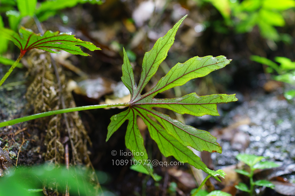 Begonia circumlobata (Begonia circumlobata)