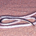 Kalahari Purple-glossed Snake - Photo (c) Paul Freed, all rights reserved, uploaded by Paul Freed