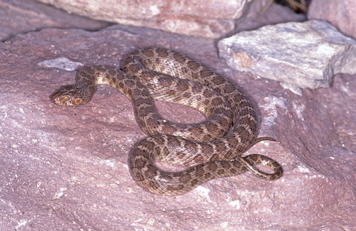 Baja California Night Snake