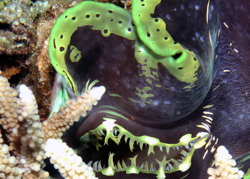 Fluted Giant Clam — seen at this dive site