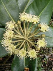 Image of Marcgraviastrum gigantophyllum