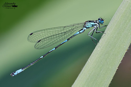 Variable Bluet