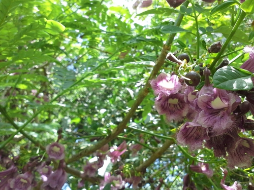 Jacaranda hesperia image