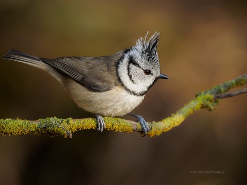 Crested Tit