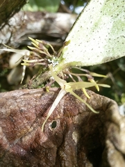 Myoxanthus affinis image