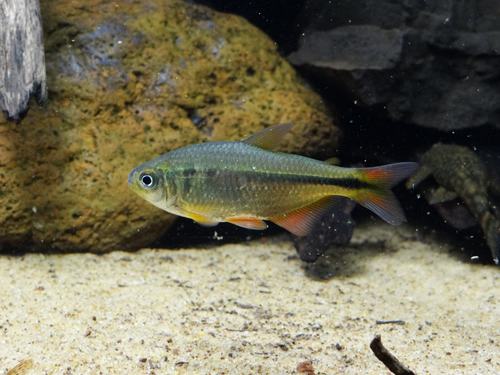 Psalidodon leonidas · iNaturalist