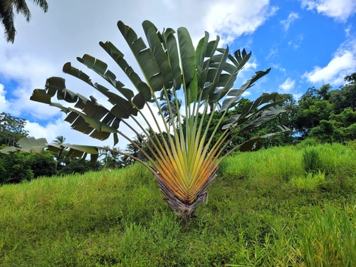 Traveller's Palm
