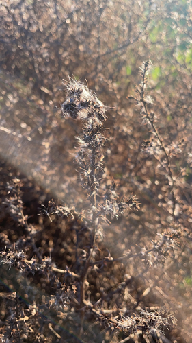 iNaturalist observation photo of Russian Thistles
