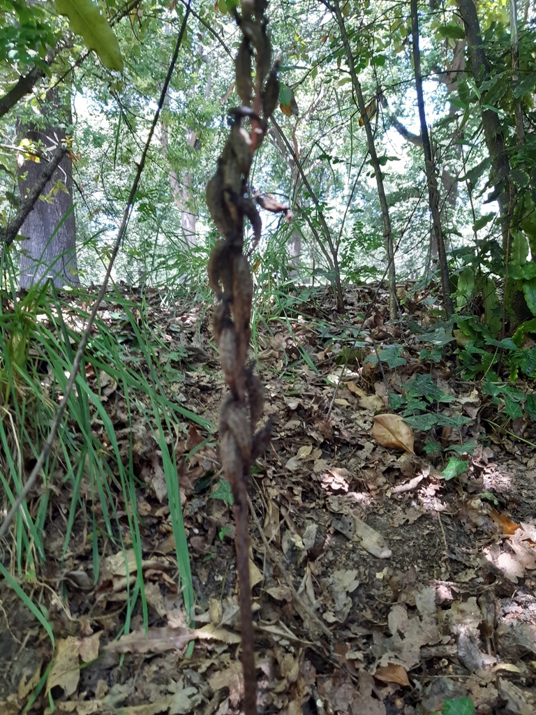 Black Orchid from Christchurch 8014, New Zealand on January 25, 2022 at