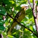 Green Oriole - Photo (c) Nico, all rights reserved, uploaded by Nico