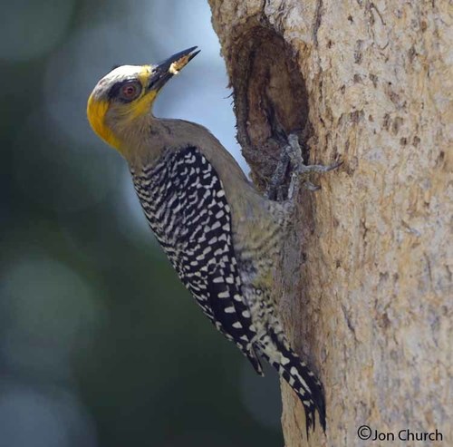 Golden-cheeked Woodpecker