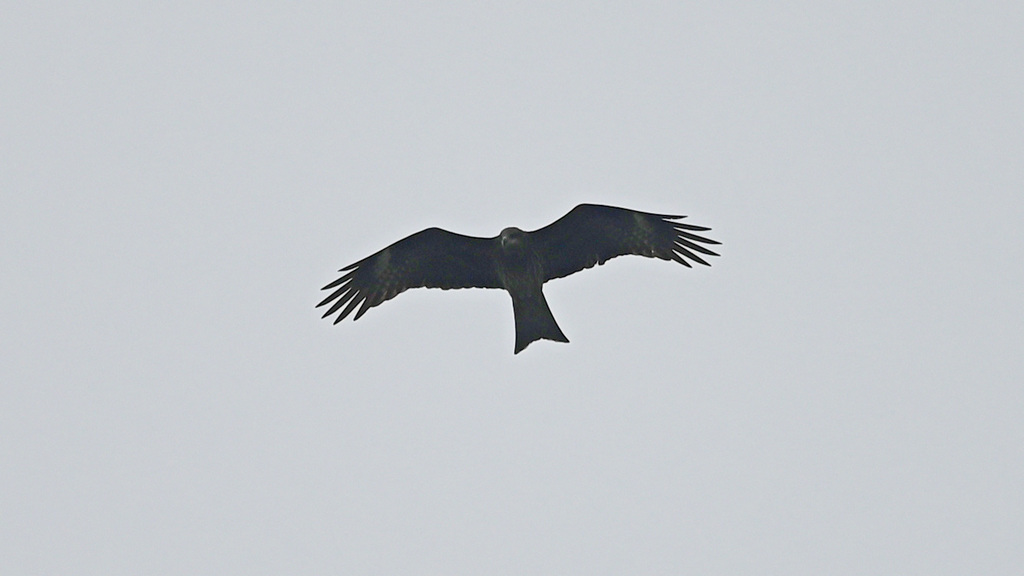 Black Kite from 香港落馬洲 on January 25, 2022 at 02:18 PM by WK Cheng ...