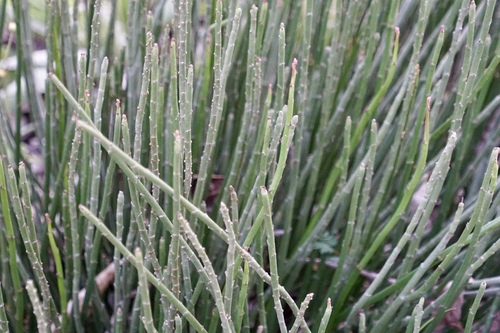 candelilla